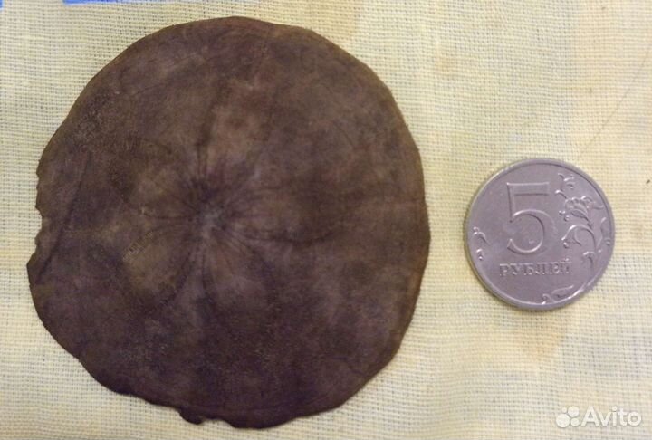 Окаменелость.Плоский щитообразный морской ёж