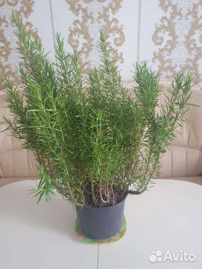 Розмарин 3-летки