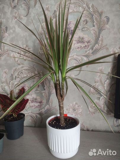 Драцены Санрей и Биколор