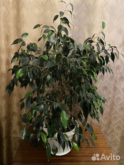 Фикус бенджамина