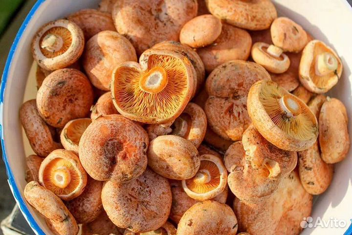 Грибы рыжики свежие