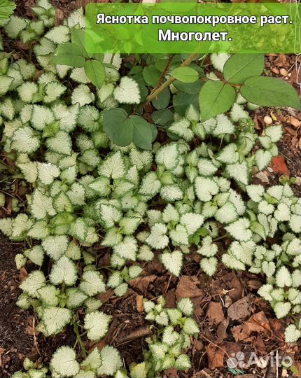 Многолетники садовые