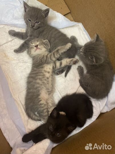 Котята в добрые руки