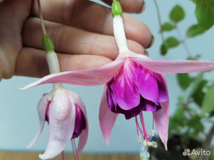 Фуксия сортовая, ахименес, циссус