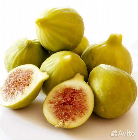 Саженцы инжир Среднеазиатский