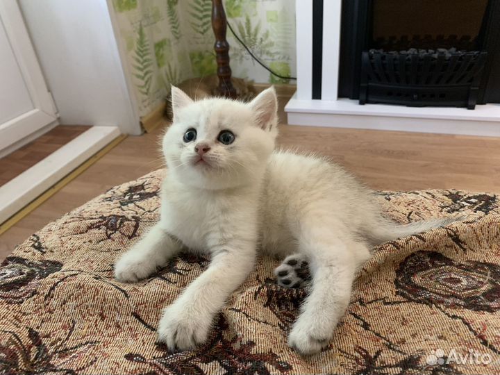 Британские котята шиншилла