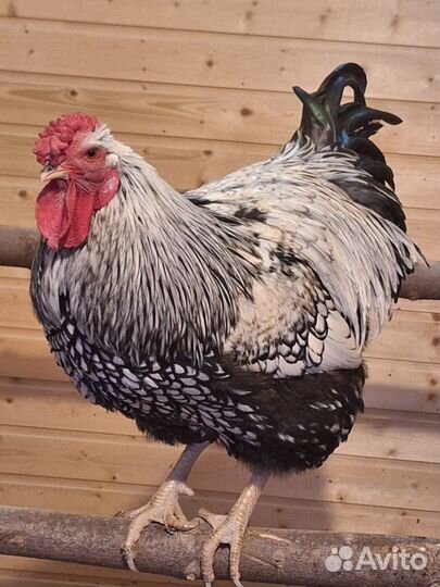 Инкубационное яйцо Виандот