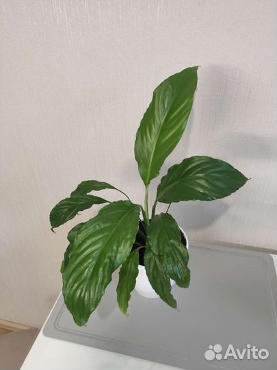 Комнатный цветок Спатифиллум