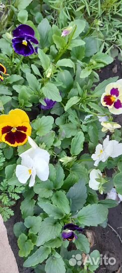 Рассада цветов