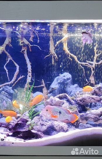 Аквариумные рыбки