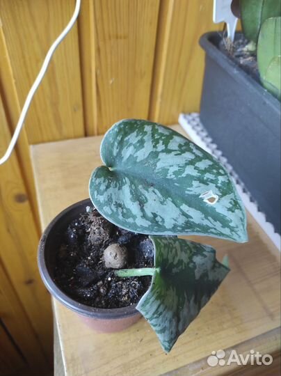 Сциндапсус Пиктус Треби