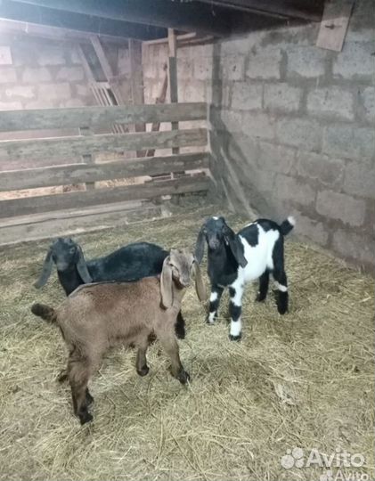 Комори/нуби, овцы