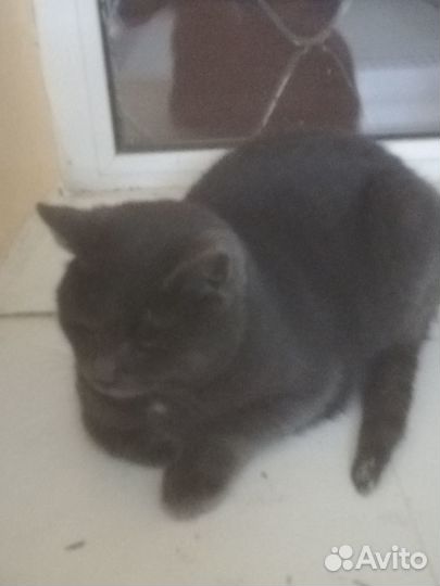 Идеальный кот в добрые руки