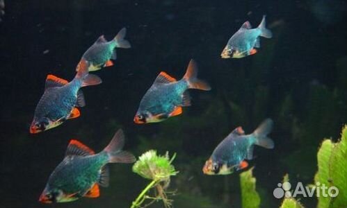 Барбус мшистый. Барбус мутант. Растения
