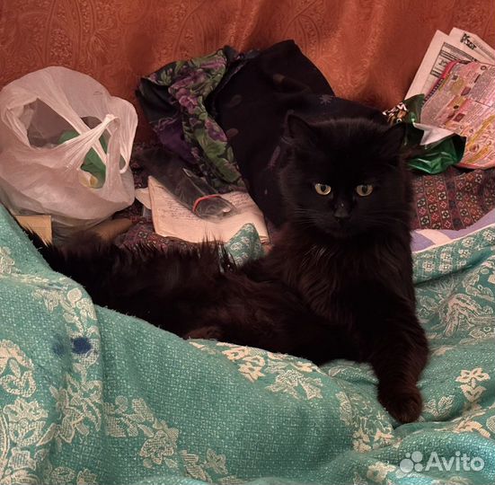 Черный красавец в добрые руки