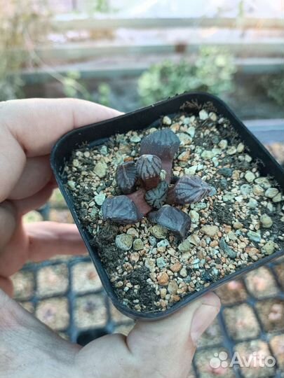 Haworthia