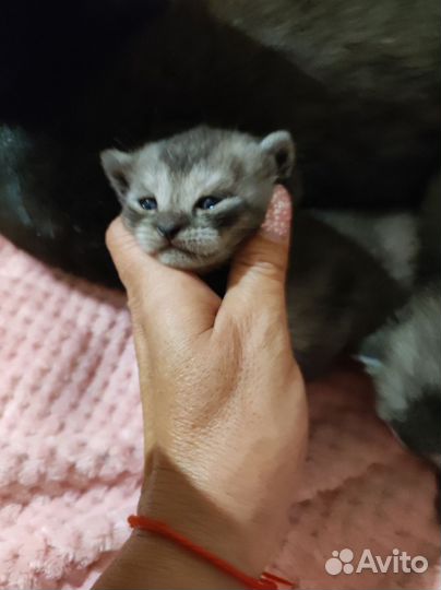 Шотландские котята
