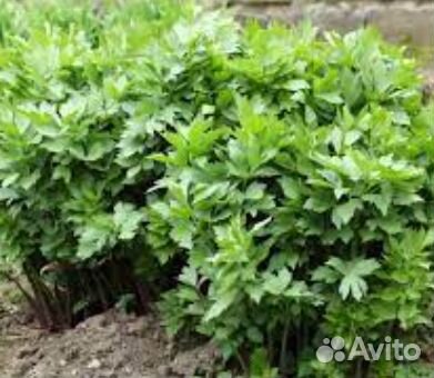 Рассада Любистока, Сельдерея листового.Многолетник