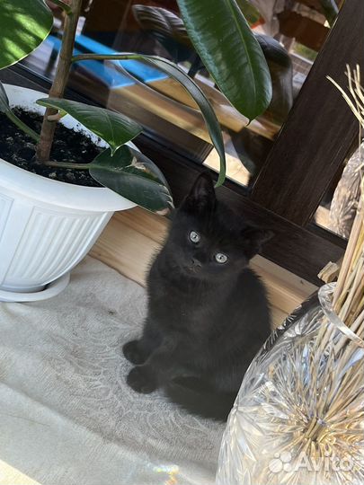 Котенок в дар