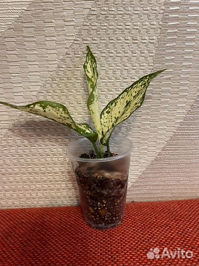 Аглаонема ферст даймонд детки