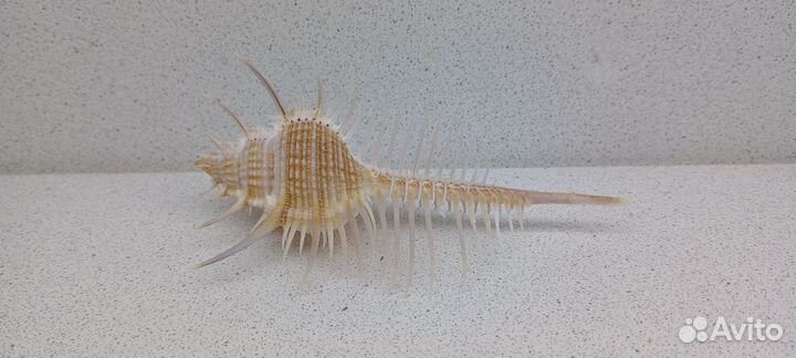 Гребень Венеры Мурекс Пектен 11,8 ракушка