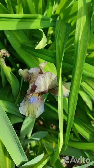 Ирисы бородатые