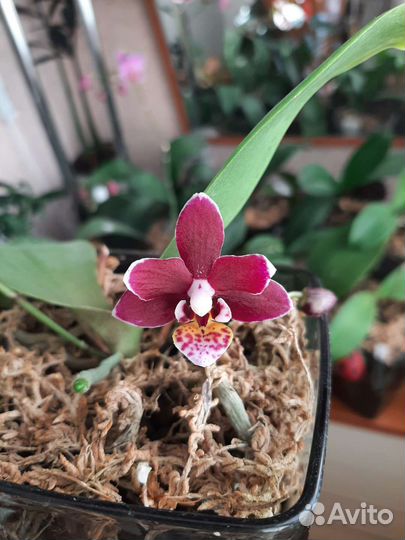 Орхидея фаленопсис