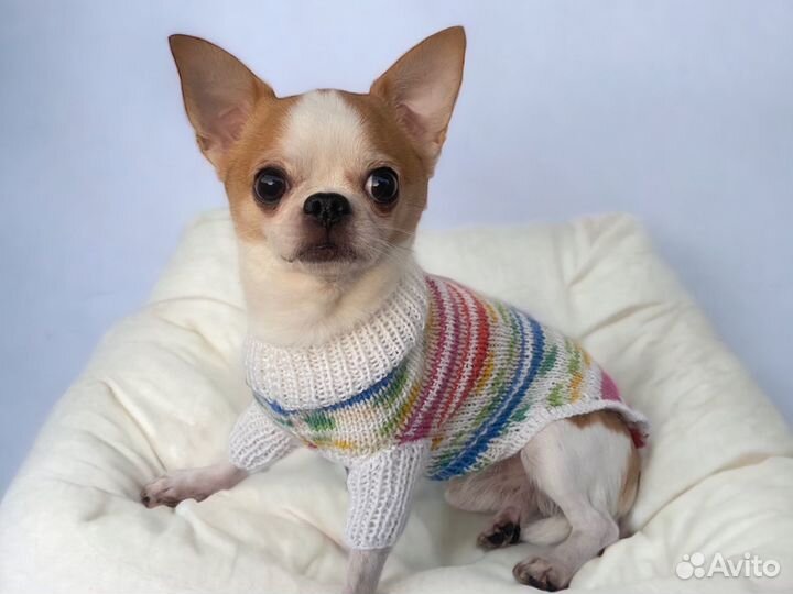 Свитер для собак и кошек