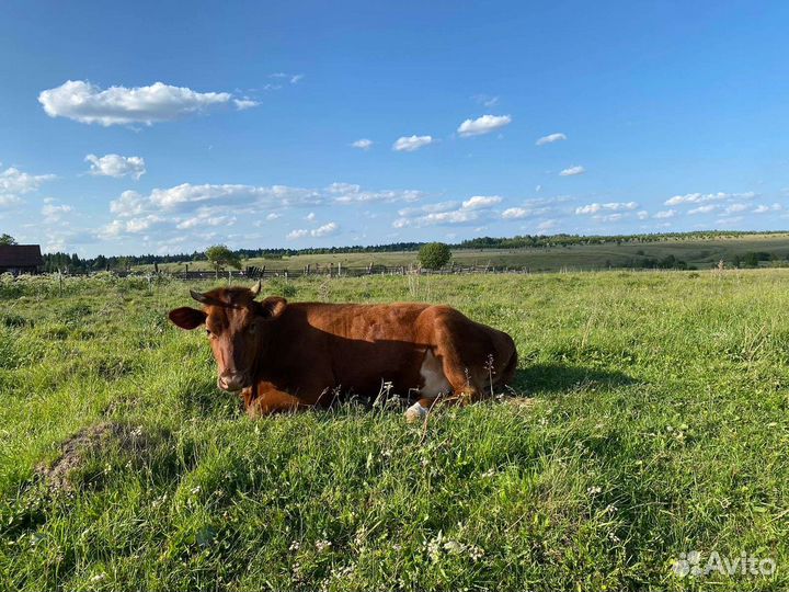 Стельная тёлка Суксунский породы
