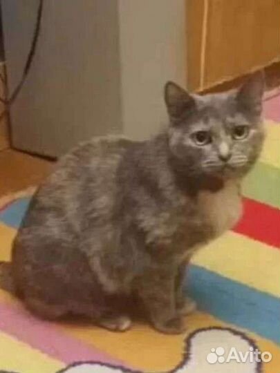 Кошка, трехцветка, Майя