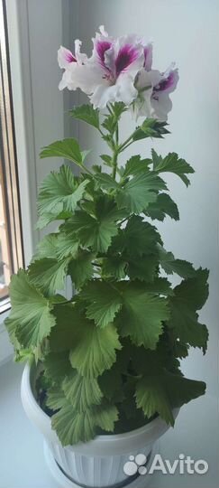 Пеларгония герань королевская