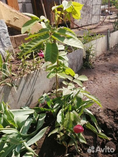 Саженцы маньчжурского ореха