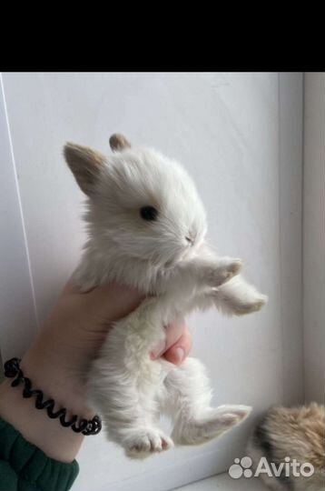 Карликовые декоративные кролики mini