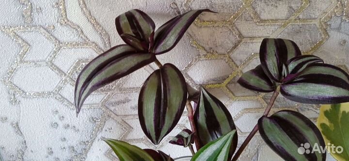 Традесканции полосатые, 3вида