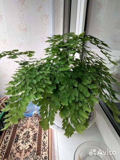 Волос Венеры