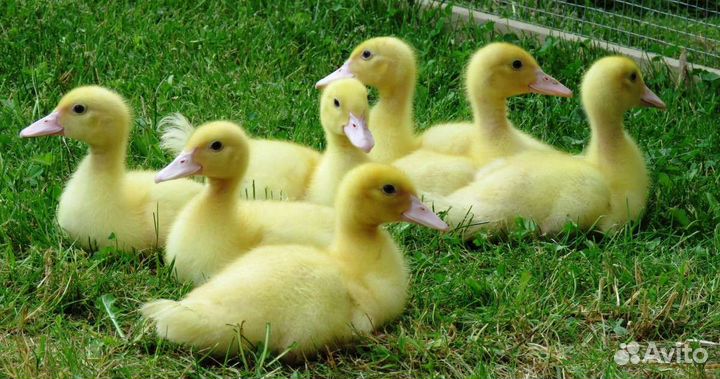 Муларды и утята подрощенные