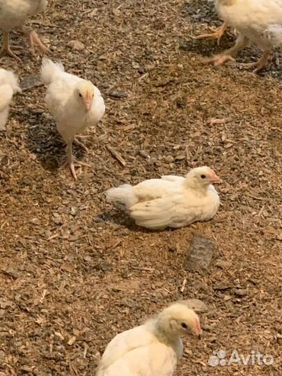 Цыплята адлерская серебристая