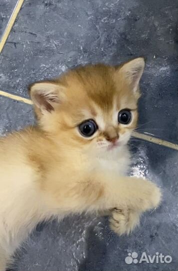 Шотландская золотая шиншилла