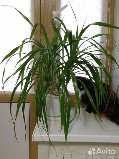 Панданус (винтовая пальма)