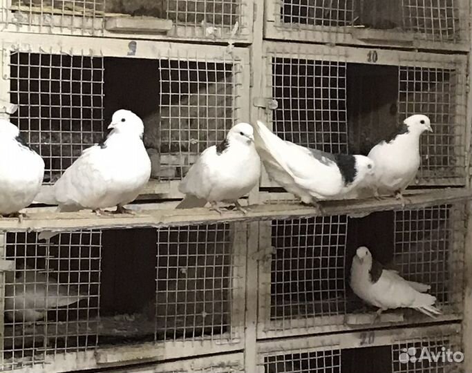 Голуби Пермские гривуны высоко летные