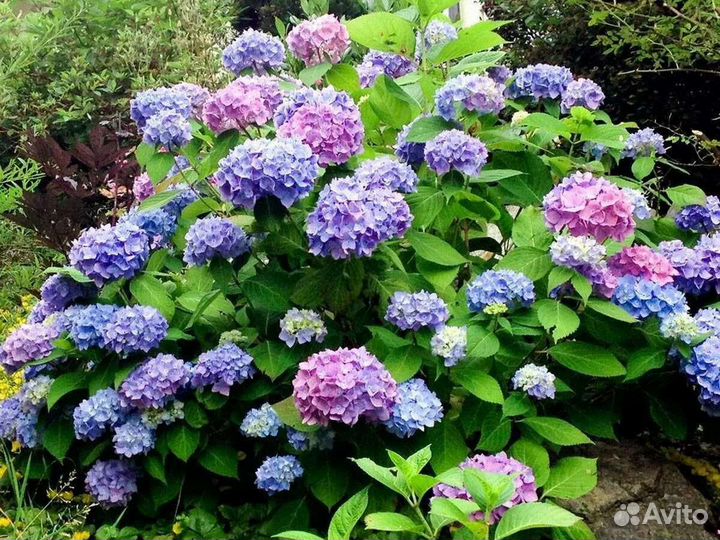 Гортензия розово-голубая крупнолистная