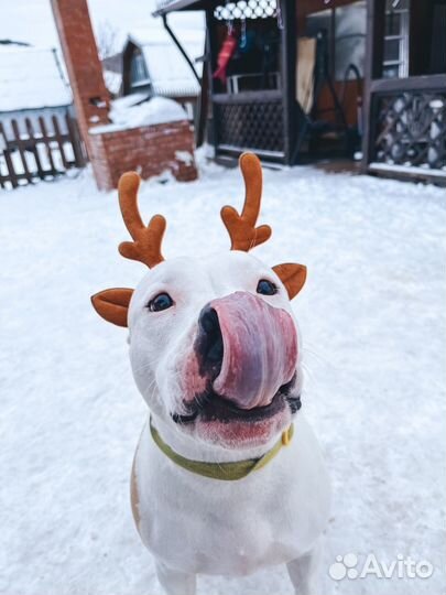 Зоогостиница для собак