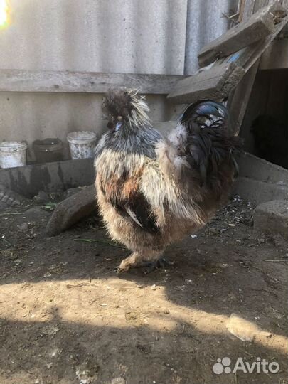 Петух китайский шелковый