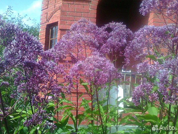 Посконник пурпурный