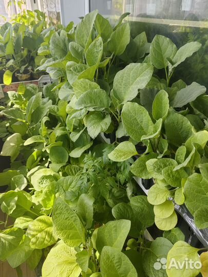 Рассада: помидоров, перца и баклажанов