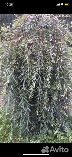 Ивы фламинго,хакуро нишики,пурпурная,матцудана