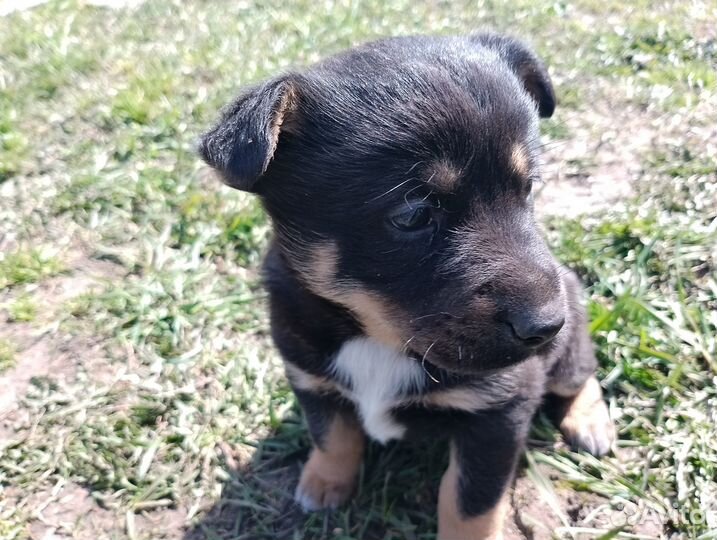 Щенки в добрые руки даром