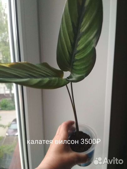 Калатея Си си