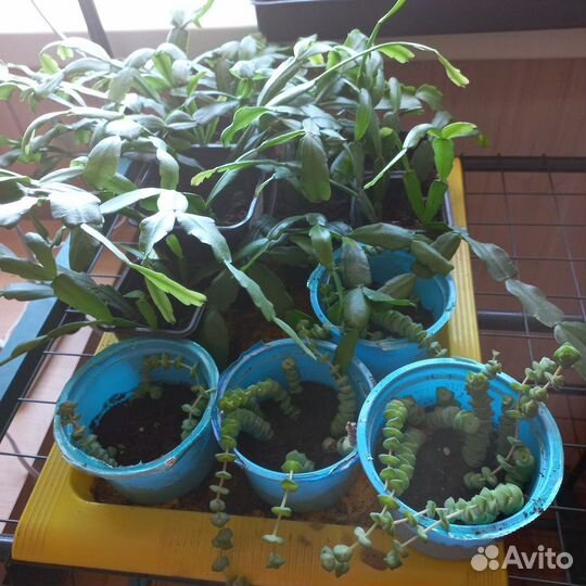 Комнатные цветы