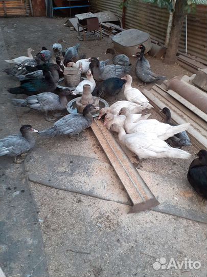 Мускусные утята индоутки